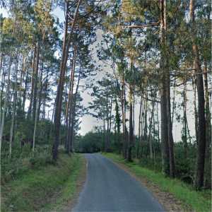 ruta en costa da morte corcubión, vuelta a redonda. Camino tranquilo con pequeña cuesta, rodeado de árboles y camino por asfalto